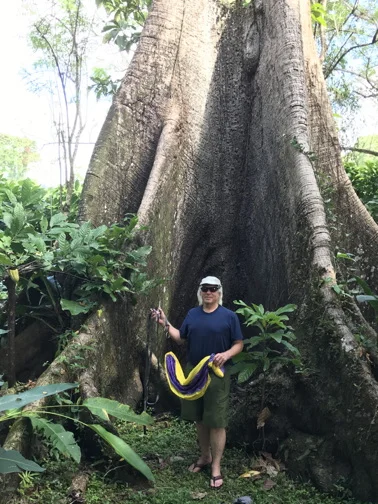 BelizeTree.webp
